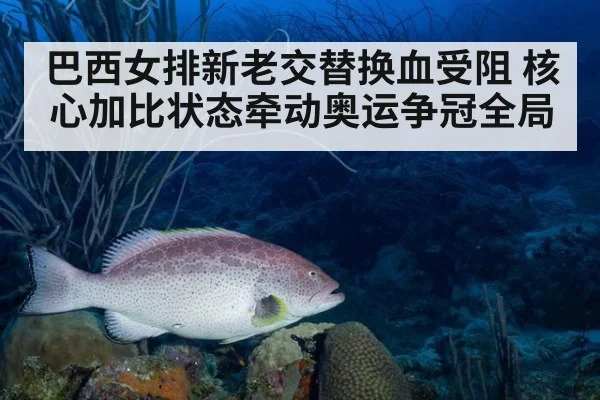 巴西女排新老交替换血受阻 核心加比状态牵动奥运争冠全局